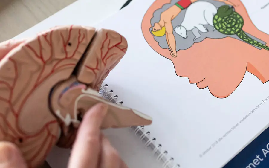 Hoe het brein van een kind werkt