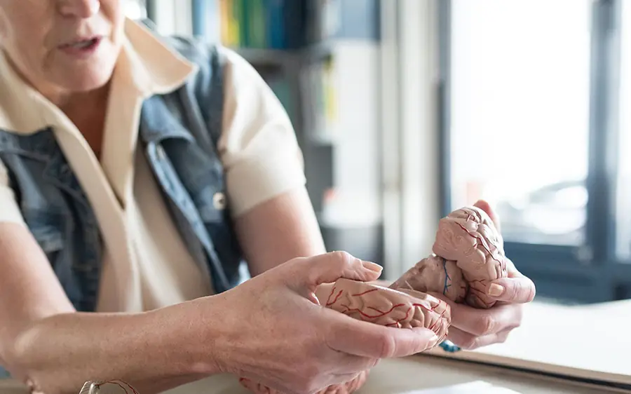 Marianne legt met een breinmodel uit hoe aandacht werkt